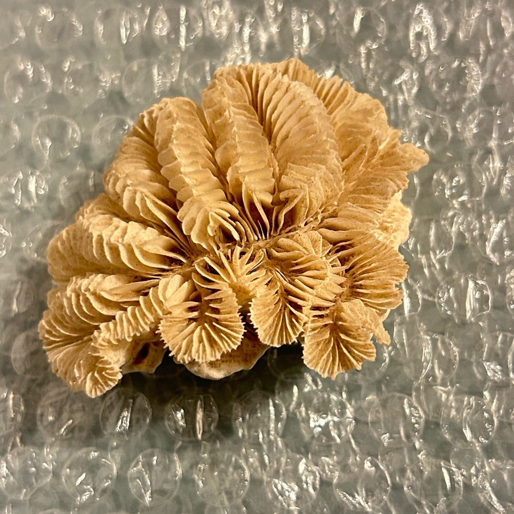 Natural Coral Specimen